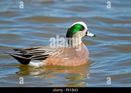 Le Canard d'Amérique mâle Banque D'Images