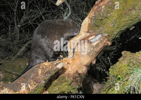 Le castor d'Eurasie (Castor fiber) rongeant le tronc d'un saule dans un grand enclos au bois nuit à l'abattre, Devon. Banque D'Images