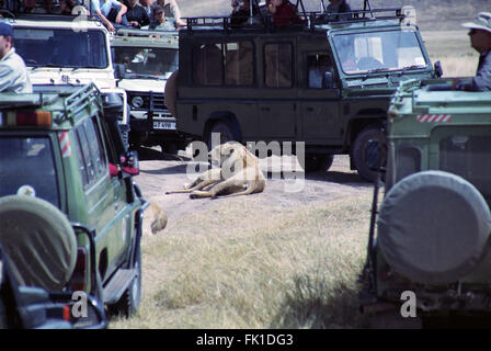 Un embouteillage de jeeps touristiques essayant d'obtenir de plus près les lions se reposant dans le Ngorangoro la zone de conservation du cratère de Tanzanie. Banque D'Images