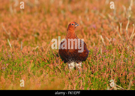 Lagopède des saules Lagopus lagopus mâle Scotica sur un Yorkshire moor Banque D'Images