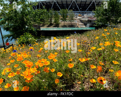 Lea Valley Parc olympique, 2015 affichage floral avec coquelicots de Californie Banque D'Images