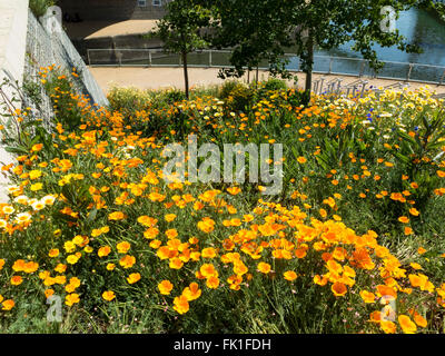 Lea Valley Parc olympique, 2015 affichage floral avec coquelicots de Californie Banque D'Images