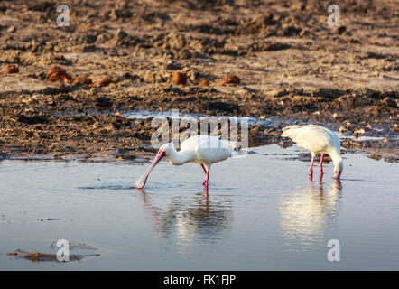 Deux spatules d'Afrique (Platalea alba) dans un trou boueux, Zaraga Selinda Camp, Réserver, Okavango Delta, Kalahari, le nord du Botswana Banque D'Images