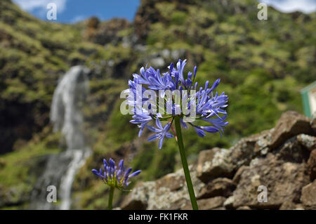 De plus en plus à côté de l'agapanthus chute d'Aveiro. Maia. L'île de Santa Maria. Açores. Le Portugal. L'Europe Banque D'Images