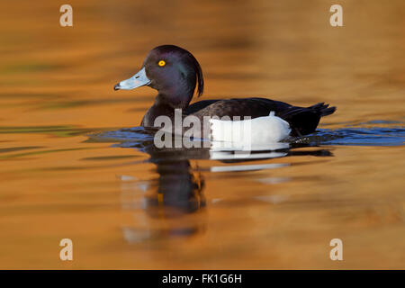 Drake Fuligule morillon Aythya fuligula sur un lac Anglais Banque D'Images