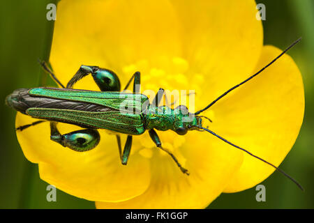 Beetle Oedemera nobilis brillant longue et verte de la renoncule jaune. Macro close up au format paysage. Petit et fragile aux pieds les détails de l'image incroyable Banque D'Images