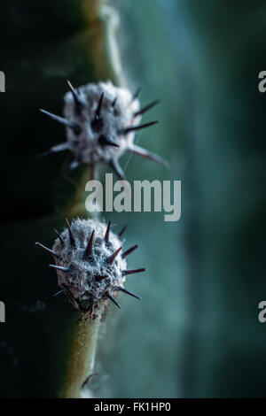 Barrel cactus, close-up Banque D'Images