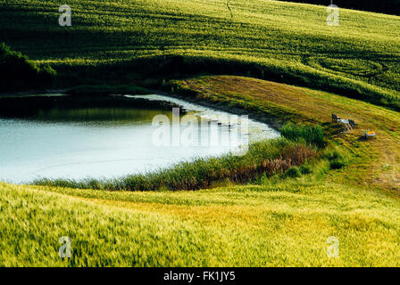 Classé 2 étoiles est l'un des plus célèbre vallée en Toscane qui est couverte par de magnifiques lacs et de champs de blé. Banque D'Images