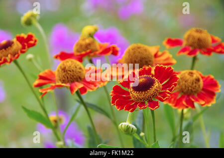 Helenium Sonnenbraut - fleur en jardin d'été Banque D'Images