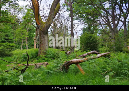 Urwald Sababurg in Deutschland - ancienne forêt de Sababurg en Allemagne Banque D'Images