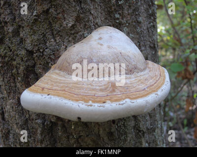 Grande et belle de champignons bois rayé Banque D'Images