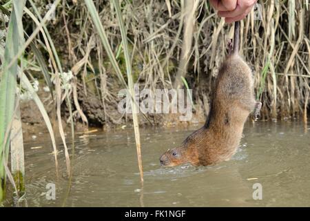 Le campagnol d'eau élevés en captivité (Arvicola amphibius) tenu par la queue d'être libérés dans une rivière lors d'une réintroduction, près de Bude, Banque D'Images