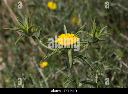 Tortue-Starwort (Pallenis spinosa) près de Argyroupoli, Crète, Grèce Banque D'Images