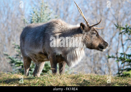 Un jeune caribou des bois. Banque D'Images