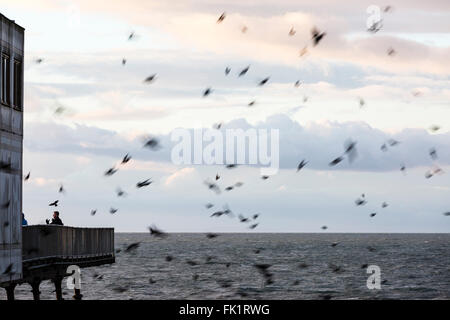 Aberystwyth, Pays de Galles, Royaume-Uni. 5 mars, 2016. Météo britannique. Th e coucher de soleil au sud de la jetée à Aberystwyth, comme l'étourneau retour à roost en dessous. (C) Phil Jones Crédit : Philip Jones/Alamy Live News Banque D'Images