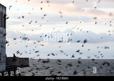 Aberystwyth, Pays de Galles, Royaume-Uni. 5 mars, 2016. Météo britannique. Th e coucher de soleil au sud de la jetée à Aberystwyth, comme l'étourneau retour à roost en dessous. (C) Phil Jones Crédit : Philip Jones/Alamy Live News Banque D'Images