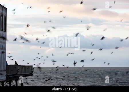 Aberystwyth, Pays de Galles, Royaume-Uni. 5 mars, 2016. Météo britannique. Th e coucher de soleil au sud de la jetée à Aberystwyth, comme l'étourneau retour à roost en dessous. (C) Phil Jones Crédit : Philip Jones/Alamy Live News Banque D'Images