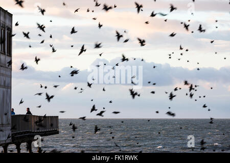 Aberystwyth, Pays de Galles, Royaume-Uni. 5 mars, 2016. Météo britannique. Th e coucher de soleil au sud de la jetée à Aberystwyth, comme l'étourneau retour à roost en dessous. (C) Phil Jones Crédit : Philip Jones/Alamy Live News Banque D'Images