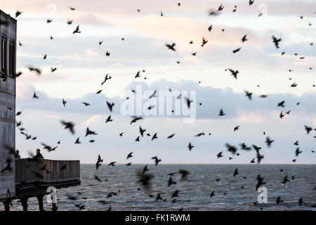 Aberystwyth, Pays de Galles, Royaume-Uni. 5 mars, 2016. Météo britannique. Th e coucher de soleil au sud de la jetée à Aberystwyth, comme l'étourneau retour à roost en dessous. (C) Phil Jones Crédit : Philip Jones/Alamy Live News Banque D'Images