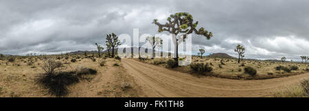 Joshua trees et chemin de terre sur jour de tempête panorama sur l'image dans une année El Nino Banque D'Images
