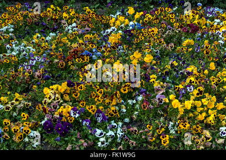 Arrière-plan de pansy ou Viola tricolor fleur, fleurs et feuilles Banque D'Images