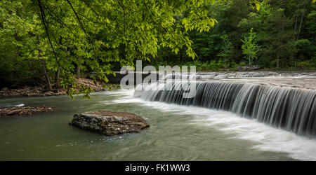 Feuillage de printemps entourant Haw Creek Falls. Banque D'Images