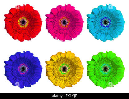 Ensemble de six fleurs Marguerite Gerbera multicolores Banque D'Images