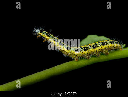 Escalade Caterpillar et d'un essuyage. Banque D'Images