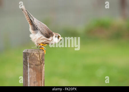 Kestrel bird of prey Banque D'Images