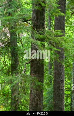 Ancienne forêt le long du sentier du lac Marion, Mt Jefferson Wilderness, forêt nationale de Willamette, Oregon Banque D'Images