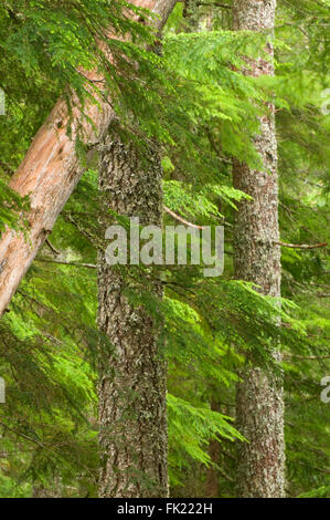 Ancienne forêt le long du sentier du lac Marion, Mt Jefferson Wilderness, forêt nationale de Willamette, Oregon Banque D'Images