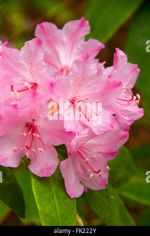 Rhododendron (Rhododendron macrophyllum du Pacifique), la Forêt nationale de Willamette, Oregon Banque D'Images