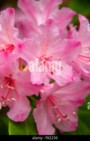 Rhododendron (Rhododendron macrophyllum du Pacifique), la Forêt nationale de Willamette, Oregon Banque D'Images