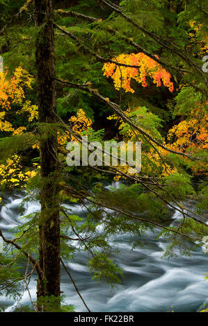 La région de McKenzie River en automne, McKenzie Wild and Scenic River, forêt nationale de Willamette, Oregon Banque D'Images