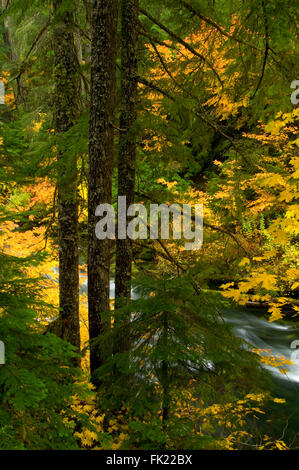 La région de McKenzie River en automne, McKenzie Wild and Scenic River, forêt nationale de Willamette, Oregon Banque D'Images