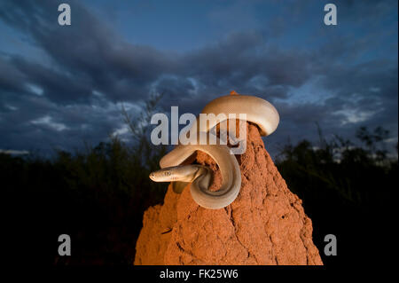 Pythons Liasis olivaceus Olive() perché en haut d'une termitière Banque D'Images
