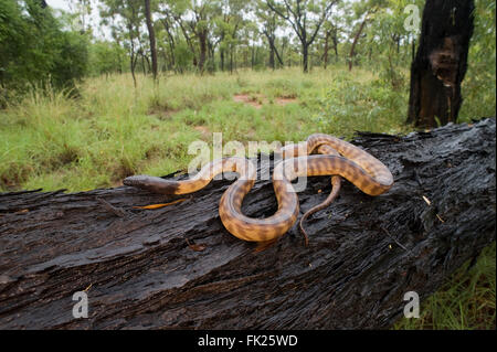 Python à tête noire (Aspidites melanocephalus) glisser le long d'un journal tombé Banque D'Images
