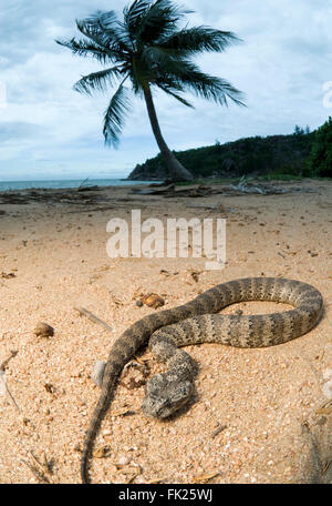 Death Adder commun (Acanthophis antarcticus) on sandy beach Banque D'Images