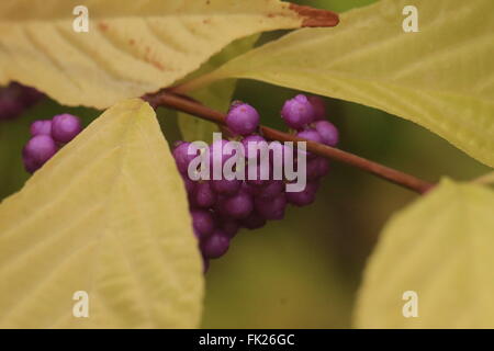 La superbe, riche purple beautyberry baies de l'arbuste, callicarpa mollis Banque D'Images