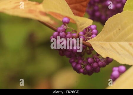 La superbe, riche purple beautyberry baies de l'arbuste, callicarpa mollis, jusqu'fermer Banque D'Images