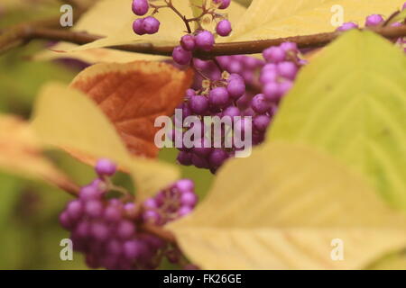 La superbe, riche purple beautyberry baies de l'arbuste, callicarpa mollis Banque D'Images