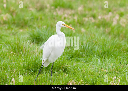 Une pavane Grande Aigrette (Ardea alba) parmi l'herbe verte à Ridgefield National Wildlife Refuge, Washington, USA. Banque D'Images