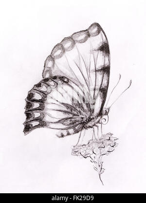 Papillon avec fleur. Original de la dessiner. Fond blanc Banque D'Images
