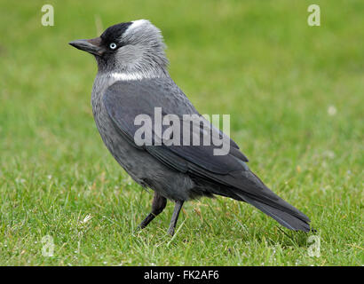 WESTERN Jackdaw, Coloeus monedula debout sur l'herbe verte Banque D'Images