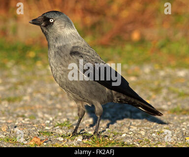 WESTERN Jackdaw, Coloeus monedula debout sur le sol Banque D'Images