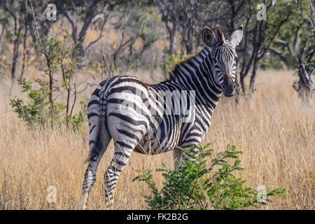 Zebra dans le parc national Kruger - Afrique du Sud Banque D'Images