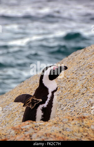 Les pingouins sur la plage, Simons Town, Afrique du Sud Banque D'Images