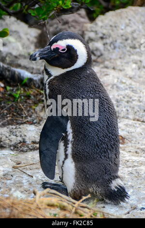 Les pingouins sur la plage, Simons Town, Afrique du Sud Banque D'Images