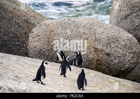 Les pingouins sur la plage, Simons Town, Afrique du Sud Banque D'Images