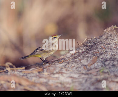 Les zones humides en Floride Palm Warbler Banque D'Images